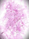 ユアーズ在籍 桜（サクラ）先生