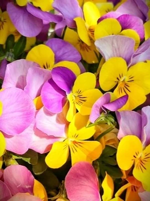 ユアーズ在籍 無華（ムファー）先生