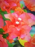ユアーズ在籍 苺花（イチカ）先生